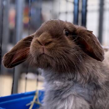 Rescue Angora Rabbit and American Fuzzy Lop Rabbits for Adoption in Kanab, Utah - Schuman | PetCurious