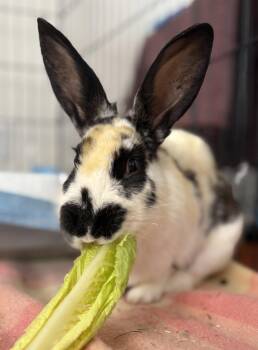Muffin -  American Rabbit for Adoption in Oakland, California - Muffin | PetCurious