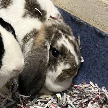 Fras -  French Lop Rabbit for Adoption in Dekalb, Illinois - Fras | PetCurious