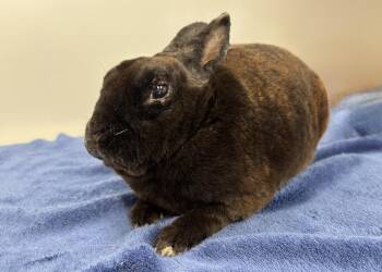 Billy -  Mini Rex Rabbit for Adoption in Westford, Massachusetts - Billy | PetCurious