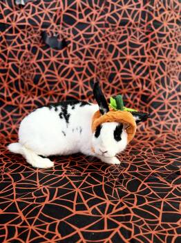 Carson -  Checkered Giant Rabbit for Adoption in Jefferson, Louisiana - Carson | PetCurious