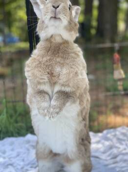 Rescue Bunny Rabbit Rabbits for Adoption in Oxford, Georgia - Subbu | PetCurious