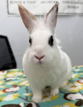 Sriracha -  Lionhead Rabbit for Adoption in Westford, Massachusetts - Sriracha | PetCurious