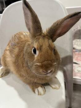 Rescue Bunny Rabbit Rabbits for Adoption in Los Angeles, California - Theo | PetCurious