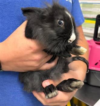 Bunny Rabbit Rabbits Available for Adoption in Camarillo, California - A879353 | PetCurious