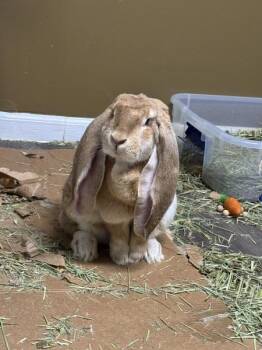 Ginger -  English Lop Rabbit for Adoption in Kalamazoo, Michigan - Ginger | PetCurious