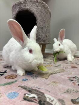 Jon Snow and Tyrion -  New Zealand Rabbit for Adoption in Saint Charles, Missouri - Jon Snow And Tyrion | PetCurious