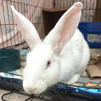 Harriet -  New Zealand Rabbit for Adoption in Oshkosh, Wisconsin - Harriet | PetCurious