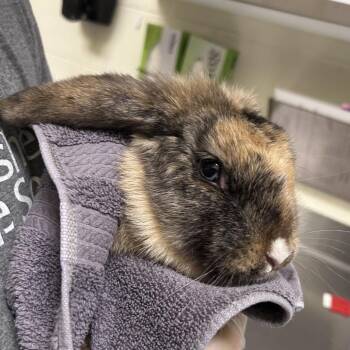 Triumph -  Bunny Rabbit Rabbit for Adoption in Asheville, North Carolina - Triumph | PetCurious