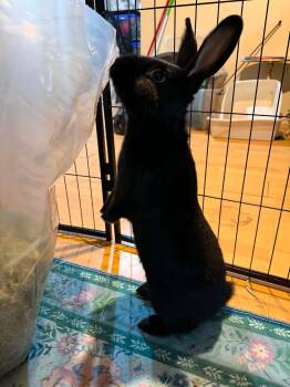 Onion (with Sour Cream) -  Bunny Rabbit Rabbit Available for Adoption in Westbrook, Maine - Onion (with Sour Cream) | PetCurious