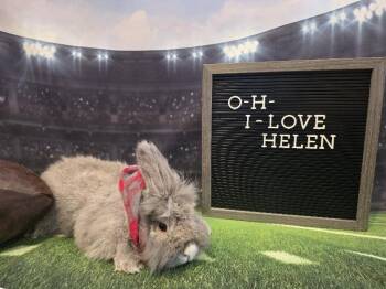 Helen -  Lionhead Rabbit for Adoption in Columbus, Ohio - Helen | PetCurious