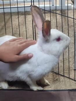 Rescue Bunny Rabbit Rabbits for Adoption in Washington Mills, New York - Bacon | PetCurious