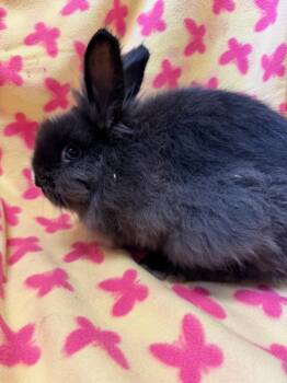 Gertie -  Lionhead Rabbit for Adoption in Gainesville, Florida - Gertie | PetCurious