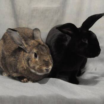 Rescue Rex Rabbits for Adoption in Erie, Colorado - Nero Bonded With Nugget | PetCurious
