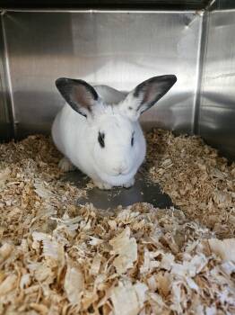 Rescue English Spot Rabbits for Adoption in Kalamazoo, Michigan - Diva | PetCurious