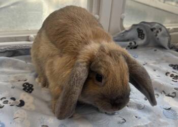 Holland Lop Rabbits Available for Adoption - Spruce | PetCurious