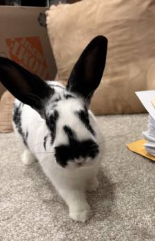 English Spot Rabbits Available for Adoption in Philadelphia, Pennsylvania - Crew | PetCurious