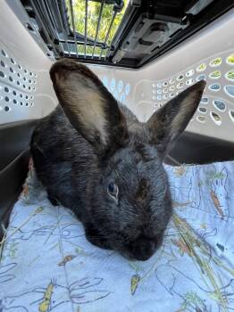 Rescue Bunny Rabbit Rabbits for Adoption in Naples, Florida - Momma Ethel | PetCurious