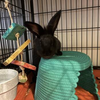 Faolan -  Lionhead and Champagne Dargent Rabbit for Adoption in Philadelphia, Pennsylvania - Faolan | PetCurious