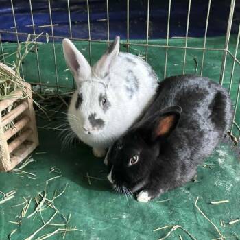 Rescue Satin and English Spot Rabbits for Adoption in Rock Hall, Maryland - Echo And Luxe | PetCurious