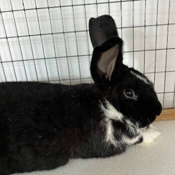 Rescue American Rabbits for Adoption in Rock Hall, Maryland - Garvey | PetCurious