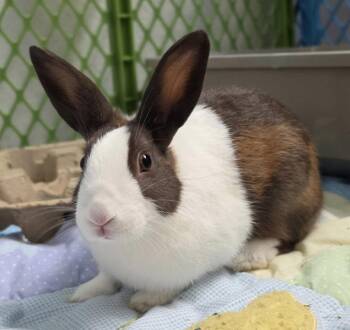 Nescia -  American Rabbit for Adoption in Oakland, California - Nescia | PetCurious
