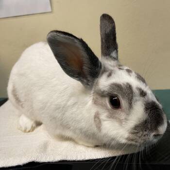 Snowball -  Bunny Rabbit Rabbit for Adoption in Pasadena, California - Snowball | PetCurious