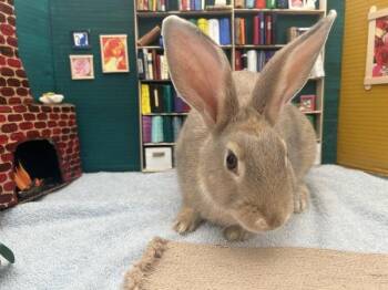 Riolu -  New Zealand Rabbit for Adoption in Portland, Oregon - Riolu | PetCurious