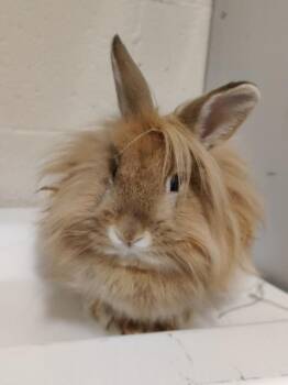 Lionhead Rabbits Available for Adoption - Cassiopeia | PetCurious