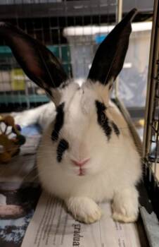 Patches -  Rex Rabbit for Adoption in Bellingham, Washington - Patches | PetCurious