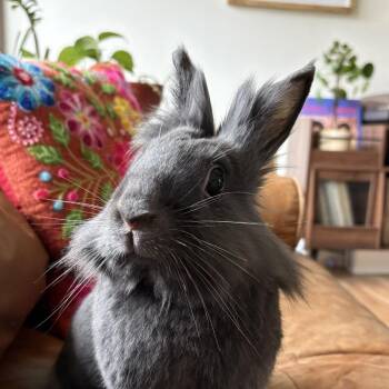 Kirby -  Lionhead Rabbit for Adoption in Portland, Oregon - Kirby | PetCurious