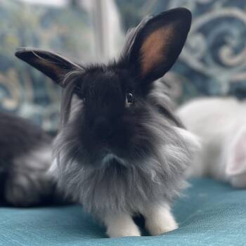 American Rabbits Available for Adoption - Hazel(Bonded To Alfredo) | PetCurious