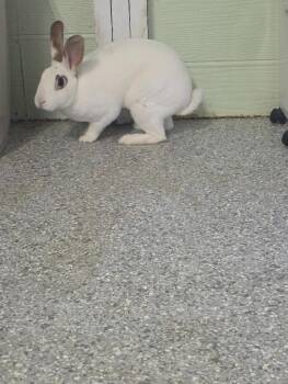 Sierra Hull -  Rex Rabbit for Adoption in Crystal Lake, Illinois - Sierra Hull | PetCurious