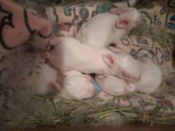 Himalayan Rabbits Available for Adoption in Santa Cruz, California - Mae | PetCurious