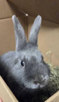 Diesel -  American Rabbit for Adoption in Fruit Heights, Utah - Diesel | PetCurious
