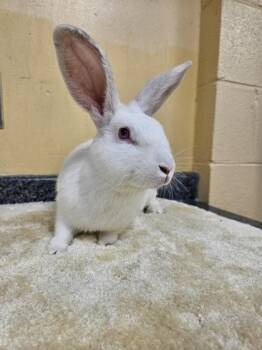 Henrietta -  Bunny Rabbit Rabbit for Adoption in Westland, Michigan - Henrietta | PetCurious