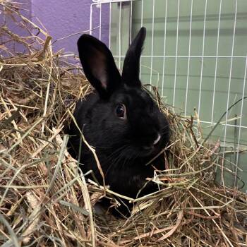 Mini Rex and Bunny Rabbit Rabbits Available for Adoption in Providence, Rhode Island - Giorgio | PetCurious