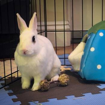 Rescue Hotot Rabbits for Adoption in Los Angeles, California - Viola | PetCurious