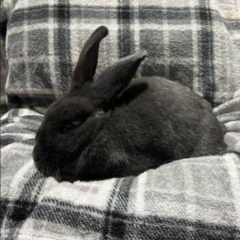 Ingram -  New Zealand Rabbit for Adoption in Kalamazoo, Michigan - Ingram | PetCurious