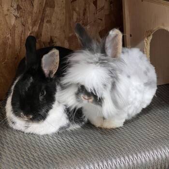Lucy -  New Zealand and Lionhead Rabbit for Adoption in Nampa, Idaho - Lucy | PetCurious