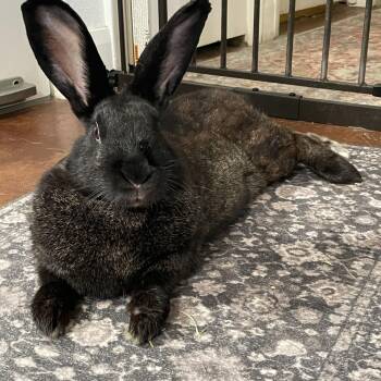 Rescue American Rabbits for Adoption in Brighton, Colorado - Billie | PetCurious