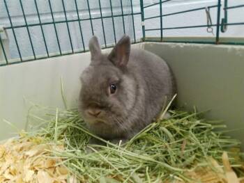 SCHNAUZER -  Bunny Rabbit Rabbit for Adoption in Kalamazoo, Michigan - SCHNAUZER | PetCurious