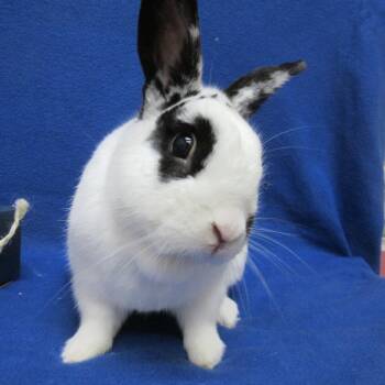 English Spot Rabbits Available for Adoption in Wilmington, Delaware - Huxley | PetCurious