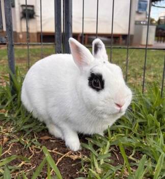 American Rabbits Available for Adoption in Honolulu, Hawaii - Onigiri | PetCurious
