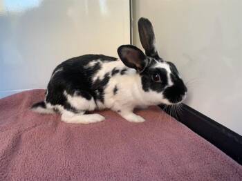 PUFFIN -  Bunny Rabbit Rabbit for Adoption in San Jose, California - PUFFIN | PetCurious