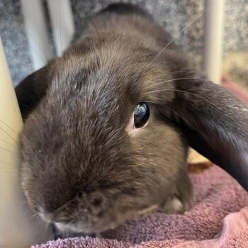 Hershey -  Holland Lop Rabbit for Adoption in Fairport, New York - Hershey | PetCurious