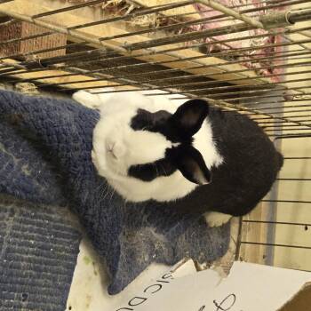 Rescue Dutch Rabbits for Adoption in Fremont, Ohio - Pasta | PetCurious