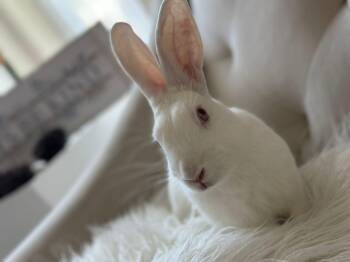 Rescue Bunny Rabbit Rabbits for Adoption in Montclair, California - Barbados | PetCurious