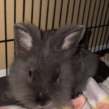Bugs -  Lionhead and Netherland Dwarf Rabbit for Adoption in Winston-salem, North Carolina - Bugs | PetCurious