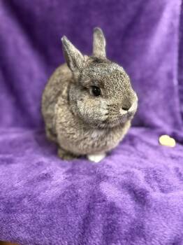 Rescue Netherland Dwarf Rabbits for Adoption in Edinburg, Pennsylvania - Minnie: Vidéo!! | PetCurious